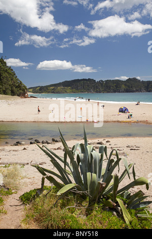 Taiwawe Stream and Hot Water Beach, Coromandel Peninsula, North island, New Zealand Stock Photo