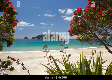 Pohutukawa Tree in Bloom and Hahei, Coromandel Peninsula, North Island, New Zealand Stock Photo