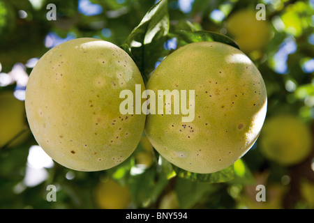Grapefruits ripening on branch Stock Photo