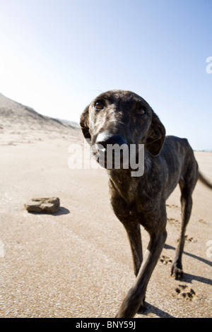 Dog walking on beach, Souss-Massa National Park, Morocco Stock Photo