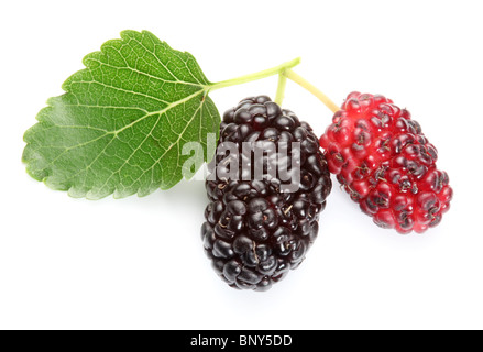 Two mulberries with a leaves. Isolated on a white background. Stock Photo