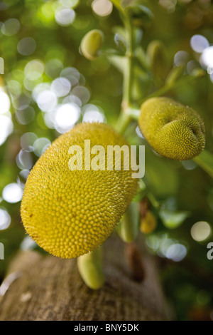 Jackfruit growing on tree Stock Photo