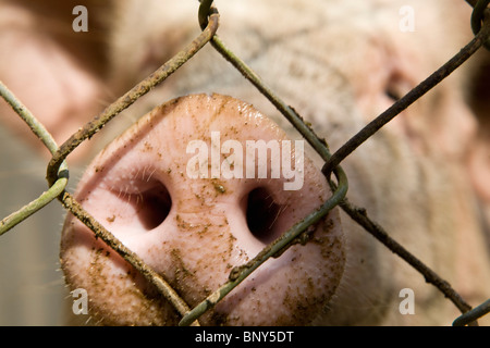 Farm pig in pen, close-up of snout Stock Photo