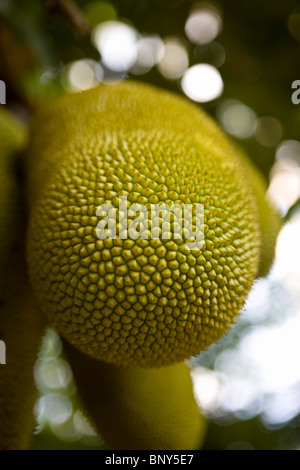 Jackfruit (Artocarpus heterophyllus) on tree Stock Photo