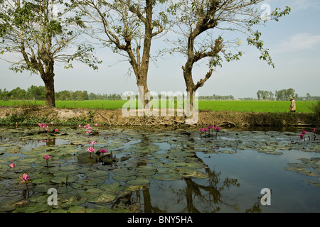 Pond with water lilies, near the town of Chau Doc, An Giang Province, Mekong Delta Region, Vietnam Stock Photo