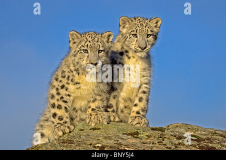 Two endangered snow leopard cubs (siblings) on a rock, against a blue sky. Stock Photo