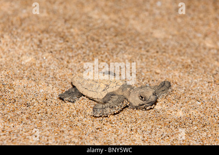 Loggerhead turtle hatchling, Caretta caretta, moving from nest to sea at night, Banga Nek, Kwazulu Natal, South Africa Stock Photo