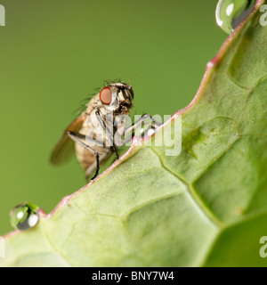 Fly on leaf edge. Diptera Stock Photo