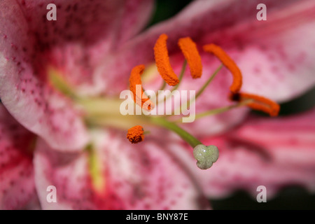 Macro of a lily  focused on the stigma and stamen giving a good view of the pollen and reproductive parts of the flower. Stock Photo
