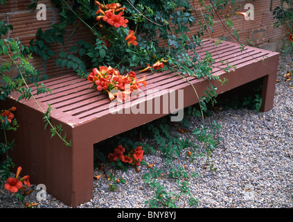 Close-up of orange-red Chilean glory flower on wall above painted wooden bench Stock Photo