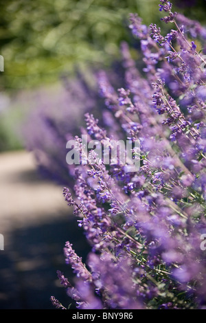 Lavender in flower in summertime Stock Photo