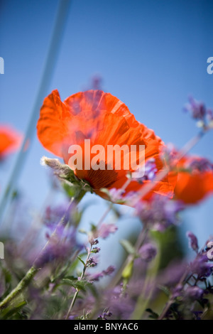 A red oriental poppy flower amongst lavender Stock Photo