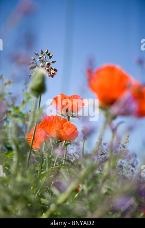 Red oriental poppies amongst other flowers Stock Photo