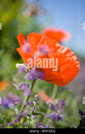 A red oriental poppy flower amongst lavender Stock Photo