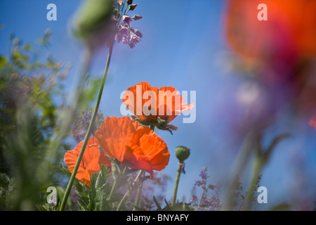 Red oriental poppies and lavender Stock Photo