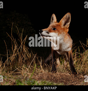 Red Fox cub. Stock Photo