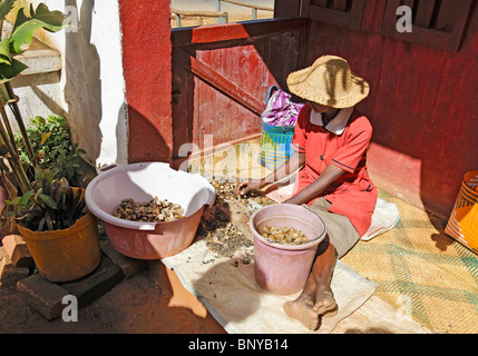 Woman in raffia sunhat sorting silkworm cocoons at a silk factory in Ambalavao, south-eastern Madagascar Stock Photo