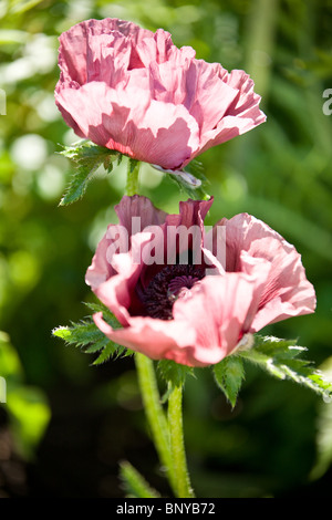 Two purple poppies in full bloom Stock Photo