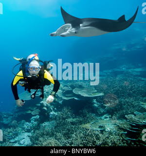 Diver and manta underwater. Coral reef on background Stock Photo