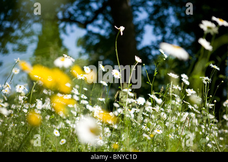 Ox-eye daisies growing wild in the countryside Stock Photo