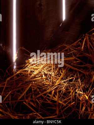 Needle in a haystack Stock Photo