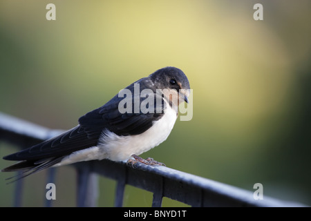 A Barn Swallow (Hirundo rustica) sitting on a railing. Stock Photo