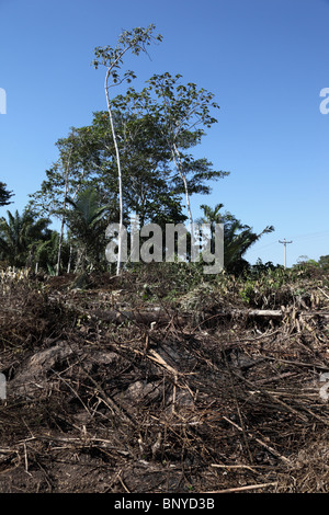 Deforestation for settlement near Rurrenabaque , Bolivia Stock Photo