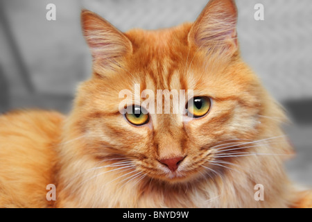 big red cat looking at you portrait Stock Photo