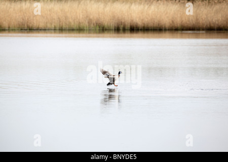 Male Mallard (Anas platyrhynchos), landing, Blacktoft Sands, RSPB Reserve. April 2010 Stock Photo