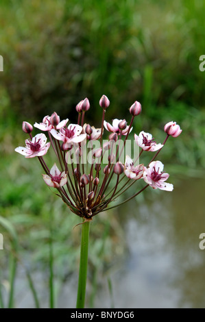 Flowering Rush, Butomus umbellatus Stock Photo