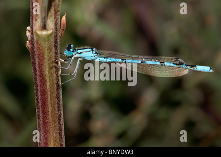 Common Blue Damsel Fly on a plant stem Stock Photo