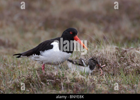 Oystercatcher feeding a chick with an earthworm Stock Photo