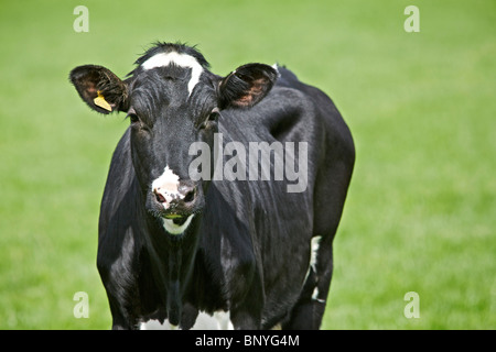 Holstein Friesian dairy cow Stock Photo