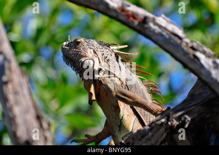 Green Iguana (Iguana iguana) basking on a branch in the sun. La Tovara Reserve, Nayarit, Mexico Stock Photo