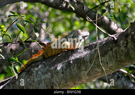 Green Iguana (Iguana iguana) basking on a branch in the sun. La Tovara Reserve, Nayarit, Mexico Stock Photo