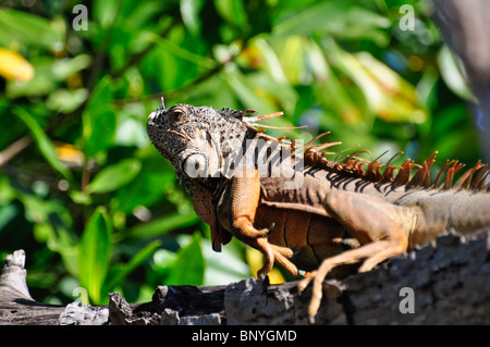 Green Iguana (Iguana iguana) basking on a branch in the sun. La Tovara Reserve, Nayarit, Mexico Stock Photo