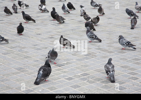 Pigeons at pier head Stock Photo