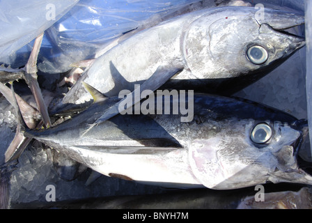 Under Pressure – Almost one-third of all Bigeye and Yellowfin tuna is being caught by vessels using FADs, Stock Photo