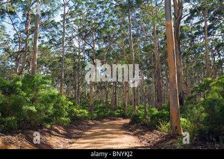 Boranup Karri Forest near Margaret River.  Leeuwin-Naturaliste National Park, Western Australia, AUSTRALIA. Stock Photo