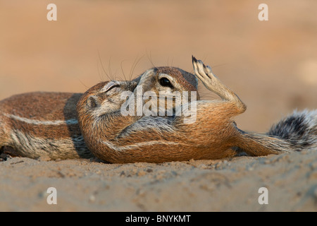 Baby ground squirrel Xerus inauris eating seed pod Kgalagadi ...