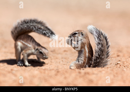 Baby ground squirrel Xerus inauris eating Kgalagadi Transfrontier Park ...