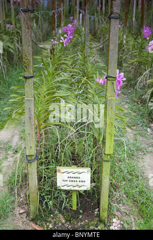 Orchid Valley in Johor Bahru, Malaysia is the largest tropical orchid farm in the world and grows over 80 varieties of orchids. Stock Photo