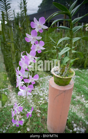 Orchid Valley in Johor Bahru, Malaysia is the largest tropical orchid farm in the world and grows over 80 varieties of orchids. Stock Photo