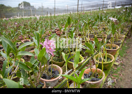 Orchid Valley in Johor Bahru, Malaysia is the largest tropical orchid farm in the world and grows over 80 varieties of orchids. Stock Photo