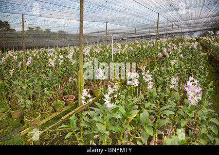 Orchid Valley in Johor Bahru, Malaysia is the largest tropical orchid farm in the world and grows over 80 varieties of orchids. Stock Photo