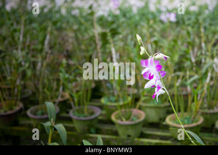 Orchid Valley in Johor Bahru, Malaysia is the largest tropical orchid farm in the world and grows over 80 varieties of orchids. Stock Photo