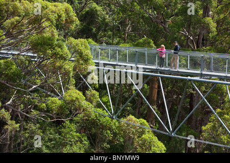 The Tree Top Walk in the Valley of the Giants.  Walpole-Nornalup National Park, Western Australia, AUSTRALIA. Stock Photo