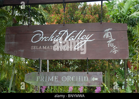 Orchid Valley in Johor Bahru, Malaysia is the largest tropical orchid farm in the world and grows over 80 varieties of orchids. Stock Photo