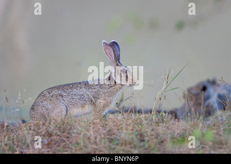 Indian Hare, Indischer Hase, Lepus negricollis, black-naped hare Yala National park Sri Lanka Stock Photo