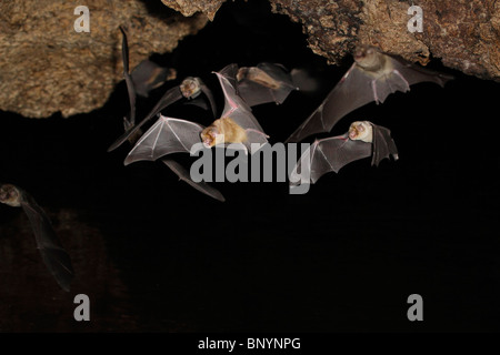 African trident bats (Triaenops afer) flying in cave, Kenya Stock Photo